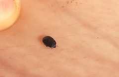 Coleoptera