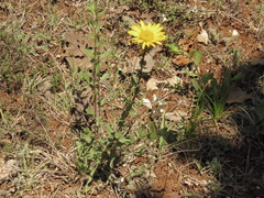 Grindelia inuloides