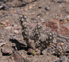 Micropuntia pulchella