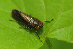 Bathysmatophorus reuteri