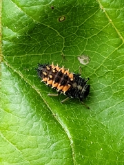 Harmonia axyridis