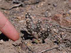 Micropuntia pulchella
