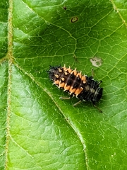 Harmonia axyridis
