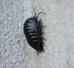 Armadillidium pallasii