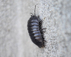 Armadillidium pallasii