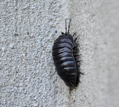 Armadillidium pallasii