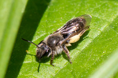 Andrena geranii