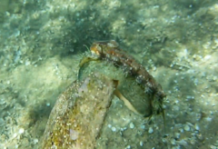 Haliotis tuberculata