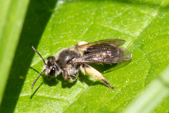 Andrena geranii
