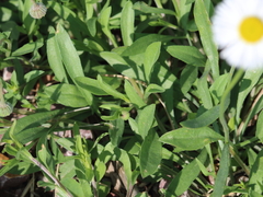 Erigeron flagellaris