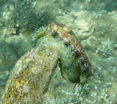 Haliotis tuberculata