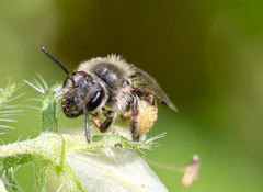 Andrena geranii
