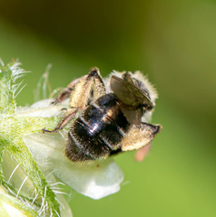 Andrena geranii