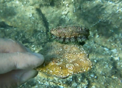 Haliotis tuberculata