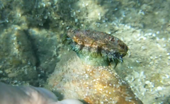 Haliotis tuberculata