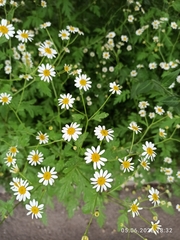 Tanacetum parthenium