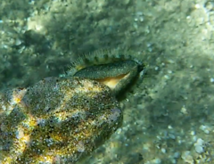 Haliotis tuberculata