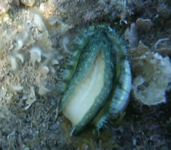 Haliotis tuberculata