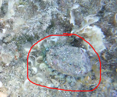 Haliotis tuberculata
