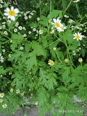 Tanacetum parthenium