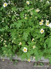 Tanacetum parthenium