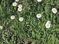 Erigeron flagellaris