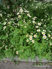 Tanacetum parthenium