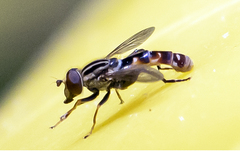 Anasimyia grisescens