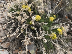 Lomatium parryi