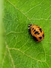 Harmonia axyridis
