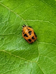 Harmonia axyridis