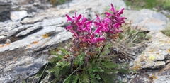 Pedicularis rosea