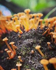 Xeromphalina campanelloides