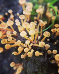 Xeromphalina campanelloides