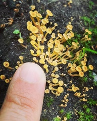 Xeromphalina campanelloides