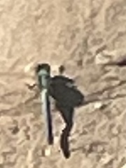 Erythemis simplicicollis