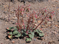 Chylismia claviformis integrior