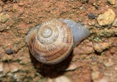Helix figulina