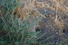 Centromadia parryi rudis