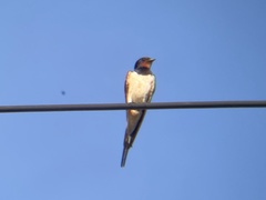 Hirundo rustica