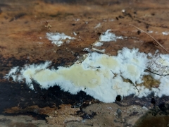 Gloeoporus pannocinctus