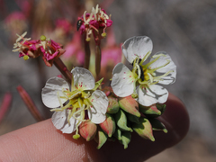 Chylismia claviformis integrior