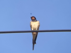 Hirundo rustica