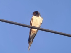 Hirundo rustica