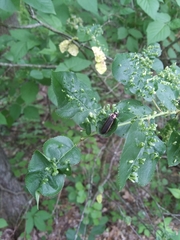 Podabrus brevicollis