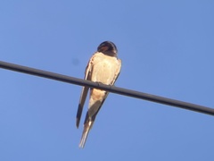 Hirundo rustica