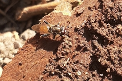 Eristalinae