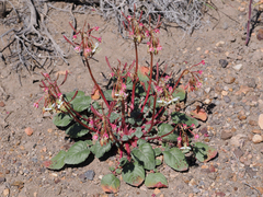 Chylismia claviformis integrior