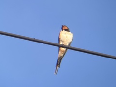 Hirundo rustica