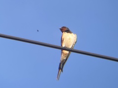 Hirundo rustica